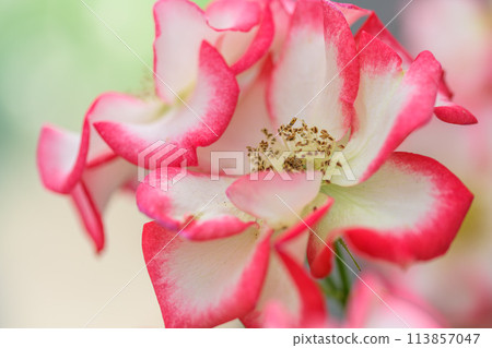 A close-up of a rose flower shining in the beautiful light of nature [Betty Boop] (Hanaasobi) 113857047