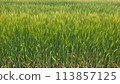 A wheat field covered in green lush nature's blessings 2 113857125