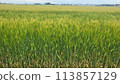 Wheat field and rural landscape Agricultural image 2 113857129