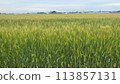 Wheat field rural landscape agricultural image 1 113857131
