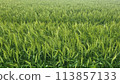 A wheat field covered in green lush nature's blessings 1 113857133