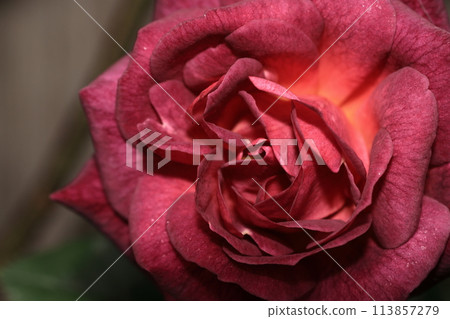 花 花 113857279
