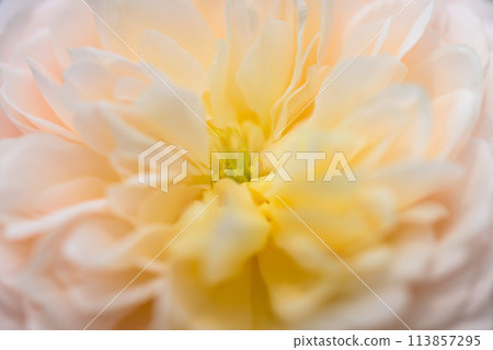 Rose flowers shining in the beautiful light of nature [Crocus Rose] Close-up macro photography (Hanaasobi) 113857295