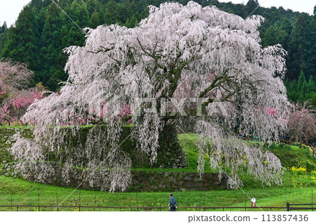 Matabei Sakura in Nara Prefecture, a single cherry tree associated with a Sengoku warlord Matabei Sakura in Nara Prefecture, a single cherry tree associated with a Sengoku warlord 113857436