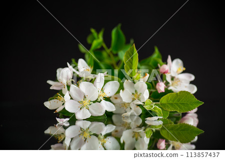 blooming apple tree flowers isolated on black background blooming apple tree flowers isolated on black background 113857437