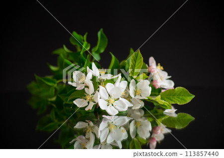 blooming apple tree flowers isolated on black background blooming apple tree flowers isolated on black background 113857440
