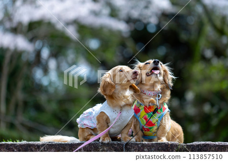 Dachshund walking in a park with cherry blossoms 113857510