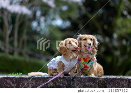 臘腸犬在櫻花盛開的公園散步 臘腸犬在櫻花盛開的公園散步 113857512