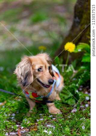 Kaninchen 臘腸犬在園區散步 Kaninchen 臘腸犬在園區散步 113857515