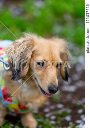 Kaninchen 臘腸犬在園區散步 Kaninchen 臘腸犬在園區散步 113857516