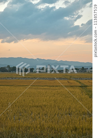 Golden fields in Northern Thailand 113857519