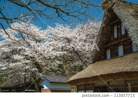 Spring scenery at the World Heritage site of Suganuma Gassho-style Village 113857713