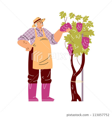 Vintner inspecting grapes vector illustration Vintner inspecting grapes vector illustration 113857752