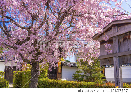 京都妙見寺,正門前的紅色垂枝櫻花 京都妙見寺,正門前的紅色垂枝櫻花 113857757