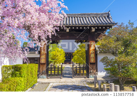 京都妙見寺,正門前的紅色垂枝櫻花 京都妙見寺,正門前的紅色垂枝櫻花 113857758