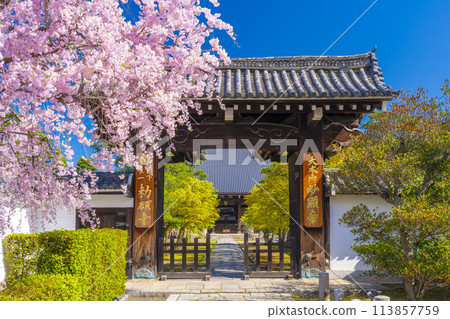 京都妙見寺，正門前的紅色垂枝櫻花 113857759