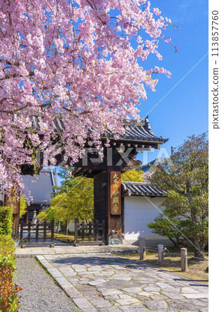 Kyoto, Myokenji Temple, Red weeping cherry blossoms in front of the main gate Kyoto, Myokenji Temple, Red weeping cherry blossoms in front of the main gate 113857760