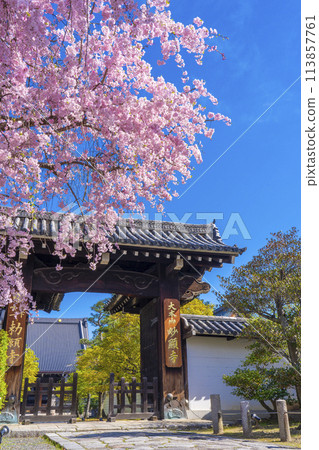 京都妙見寺，正門前的紅色垂枝櫻花 113857761