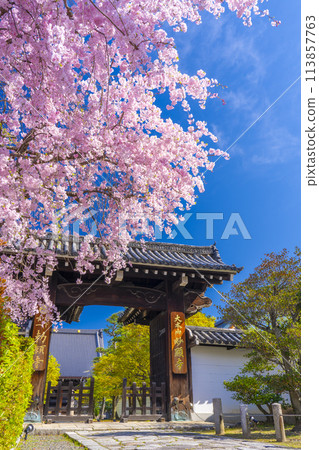 京都妙見寺，正門前的紅色垂枝櫻花 113857763