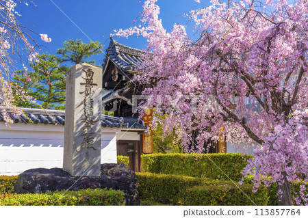 Kyoto, Myokenji Temple, Red weeping cherry blossoms in front of the main gate Kyoto, Myokenji Temple, Red weeping cherry blossoms in front of the main gate 113857764