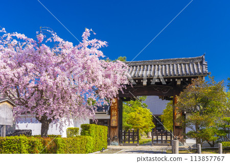 Kyoto, Myokenji Temple, Red weeping cherry blossoms in front of the main gate 113857767