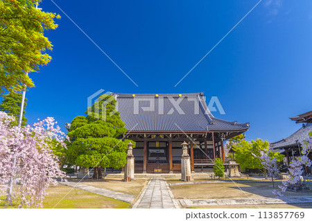 京都妙見寺本堂及垂枝櫻花 113857769