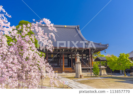 京都妙見寺本堂及垂枝櫻花 京都妙見寺本堂及垂枝櫻花 113857770