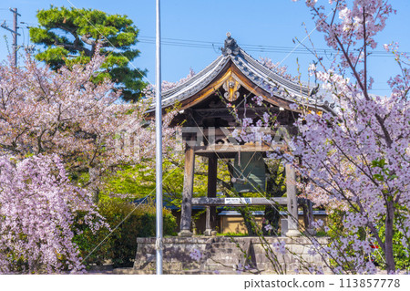 京都妙見寺鐘樓與垂枝櫻花 113857778