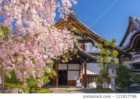 京都，妙見寺，盛開的櫻花和拱頂 113857786