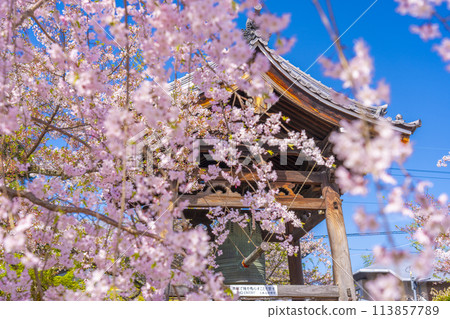 京都妙見寺鐘樓與垂枝櫻花 113857789