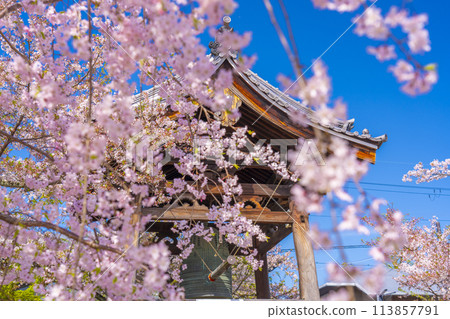 京都妙見寺鐘樓與垂枝櫻花 113857791
