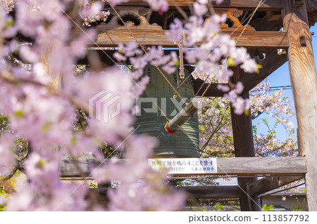 Kyoto Myokenji Temple Bell Tower and Weeping Cherry Blossoms Kyoto Myokenji Temple Bell Tower and Weeping Cherry Blossoms 113857792