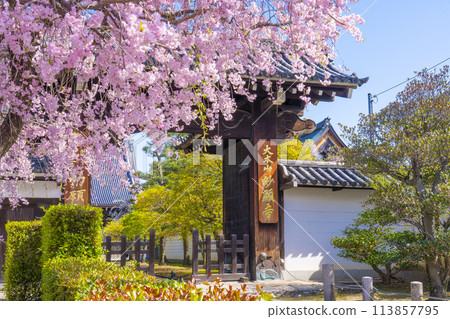 京都妙見寺，正門前的紅色垂枝櫻花 113857795