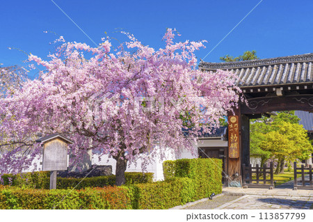 京都妙見寺，正門前的紅色垂枝櫻花 113857799