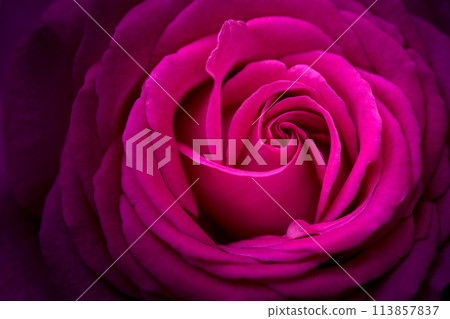 A close-up of a rose flower [Rosa Centiphalia] shining in the beautiful natural light (Hanaasobi) 113857837