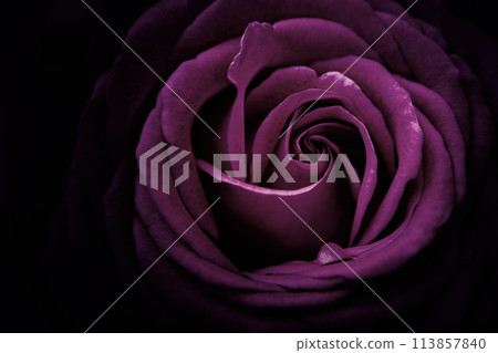 Rose flower shining in beautiful natural light [Rosa centifaria] Close-up, purple (Hana Asobi) 113857840