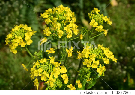 Maishima turnip (Brassicaceae) flower Maishima turnip (Brassicaceae) flower 113857863