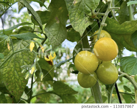 Tomatoes grown in a greenhouse 113857867