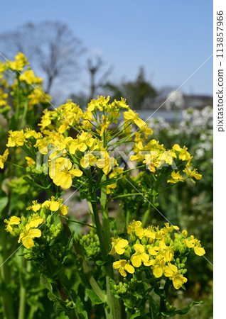 Maishima turnip (Brassicaceae) flower Maishima turnip (Brassicaceae) flower 113857966
