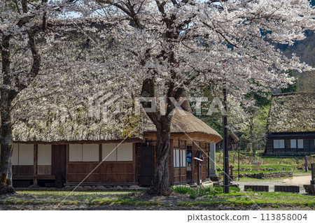 Spring scenery at the World Heritage site of Suganuma Gassho-style Village Spring scenery at the World Heritage site of Suganuma Gassho-style Village 113858004