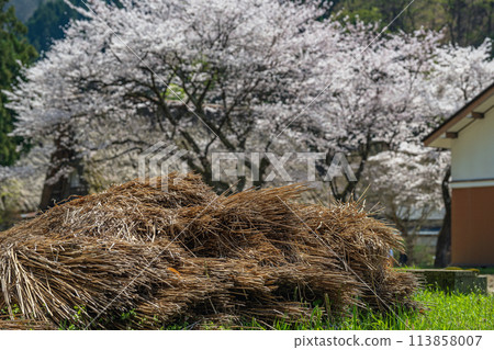Spring scenery at the World Heritage site of Suganuma Gassho-style Village Spring scenery at the World Heritage site of Suganuma Gassho-style Village 113858007