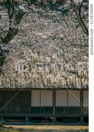 Spring scenery at the World Heritage site of Suganuma Gassho-style Village Spring scenery at the World Heritage site of Suganuma Gassho-style Village 113858009