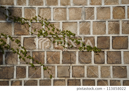 Ivy growing on the wall of a brick building. Natural background. Ivy growing on the wall of a brick building. Natural background. 113858022