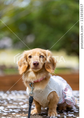 Dachshund walking in a park with cherry blossoms Dachshund walking in a park with cherry blossoms 113858037