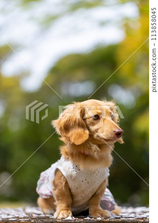 臘腸犬在櫻花盛開的公園散步 臘腸犬在櫻花盛開的公園散步 113858045