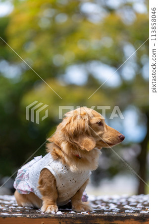 臘腸犬在櫻花盛開的公園散步 臘腸犬在櫻花盛開的公園散步 113858046