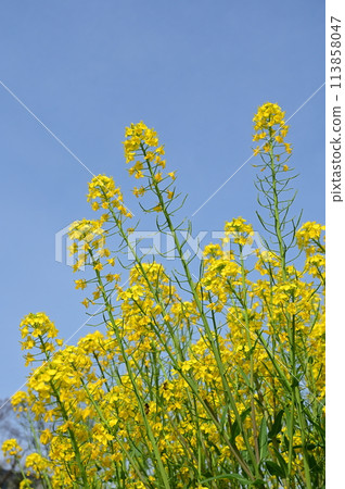 聖護院蘿蔔(十字花科)花 聖護院蘿蔔(十字花科)花 113858047
