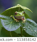Tree frog on a rainy day 113858142