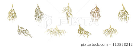 Tree Roots with Bare Branched Stem Vector Set Tree Roots with Bare Branched Stem Vector Set 113858212