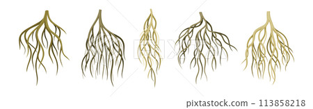 Tree Roots with Bare Branched Stem Vector Set Tree Roots with Bare Branched Stem Vector Set 113858218